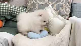 Teacup Pomeranian - Rylie