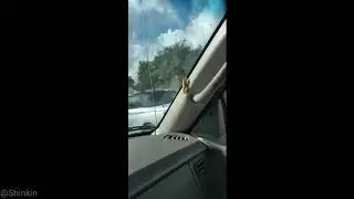 A poisonous toad in my car