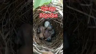 #гнездо