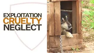 The Animal Legal Defense Fund: All Our Clients Are Innocent