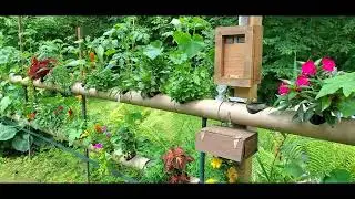 Hydroponic Backyard Fence Garden at Week 4, 2024.