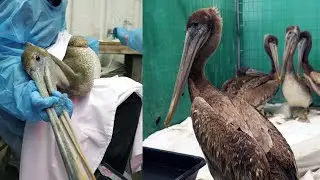 California Brown Pelican Crisis: What's Happening & How to Help!