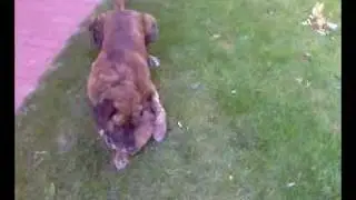 Der Nachbarhund Spielt mit einem Stein