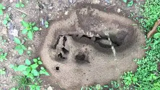 Peeing to ant house | what will happen?? | Mr. pee | Boy Peeing in outside | pissing