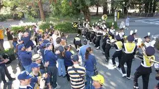 Cal Drink Squad 09 Nov 2013: Tribute to Bryan Harland: Cal Band Marches In