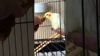 ПРИРУЧЕНИЕ ПОПУГАЯ НЮШИ 