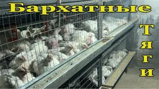 Мои клетки///Пополнение Бройлеров КОББ500///Завезли корма Smart Feed
