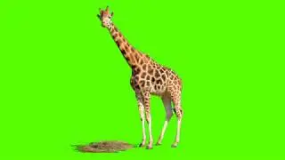 Green Screen : Giraffe Stock Footage Effect Video