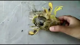 MS Family Boat House | KETAM | UDANG LIPAN | BAGAN LALANG | MEI 2023