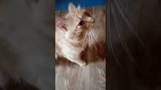 Мордашка 😘💓 Музыка Автора @simb