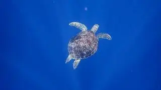 TURTLE 'FLYING'