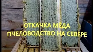 ОТКАЧКА МЁДА 2021 | СИБИРСКИЙ МЁД
