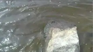 лягушонок в Оке