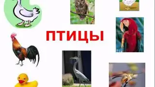 птицы для детей