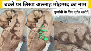बकरे पर लिखा है अल्लाह मोहम्मद का नाम | Allah Muhammad Name Ka Bakara | #Qurbani का बकरा | Rajasthan