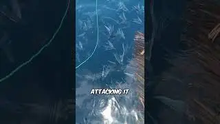 WATCH IT OR...😱 #shorts #shark #thalassophobia #creatures #viral