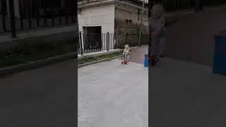 Рива катается на самокате, 2 года с небольшим