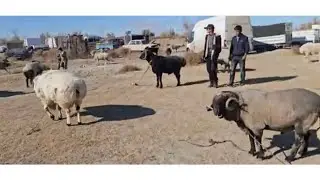 09.11.2024 BUXORO JONDOR QOʻCHQORBOZLARNI TASHABUSI BILAN OʻTKAZILGAN QOʻCHQOR URUSHI
