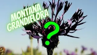 My garden jewel 1 (plant review): Centaurea Montana grandiflora