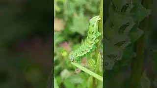 Hareketlere Bak / YEŞİL TIRTILIN MÜCADELESİ #garden #nature #doğa #köyhayatı