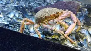 Marine Aquarium, Trieste, Italy