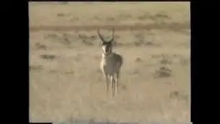 How To: Call Antelope featuring The 