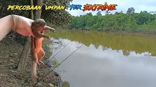 Edan..!! Gara-gara pakai umpan ini,,penghuni sungai langsung ngamuk menyeret pancing ku