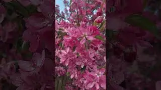 🌺 яблоня🌺весна