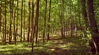 4K VIRTUAL FOREST WALK, EARLY FALL, SUNNY DAY, RELAXING ASMR VIDEO, NO TALKING, OFF THE BEATEN PATH