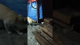 gairah malam