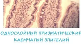 Однослойный призматический каёмчатый эпителий