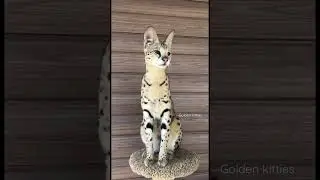 Лилу рассказывает новости😄Саванна ф1НР 
