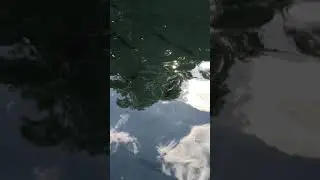 Хаз ма дууу😍😍рыбкиш😍😍