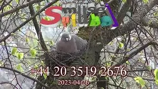 Pokalbis su sukčiais 2023 04 26