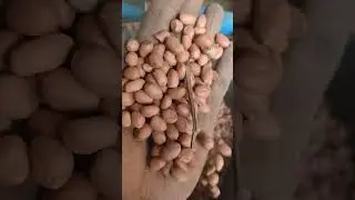 ✅ मुंगफली फोड़ने की मशीन। #ट्रैक्टर #agriculture #farming