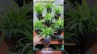 How to make beautiful planter at home using plastic cold drink bottle | Growing spider plant #shorts