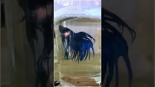 Crown tail betta fish