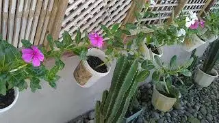 Ibat ibang kulay ng bulaklak sa tabing kubo