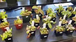 BACPS 2019 Show & Sale - Sales Floor/Vendors