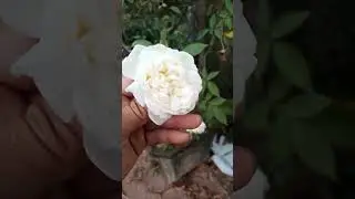 Paj ntshua nplaim dawb