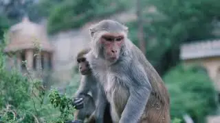 Monkey 