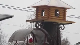 Кормушка для птиц.