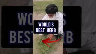 amazing health benefits of dhamasa boti | how to use damasa | #shorts #herbs #farooqidawakhana