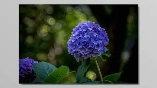 Flowers photos at the park taken by Steinheil 135mm lens