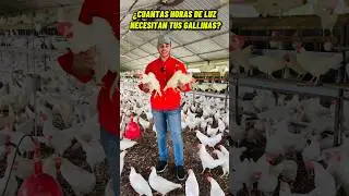 ¿Cuantas horas de luz necesitan tus gallinas al día?💡🐔 #gallinas #eggs