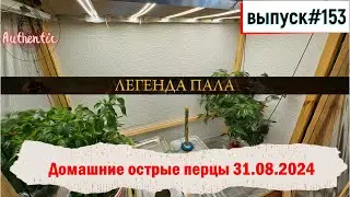 153 Домашние острые перцы: ЛЕГЕНДА ПАЛА 31.08.2024