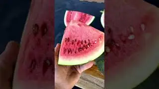Growing Seeded Watermelons 🍉 (2 of 3)