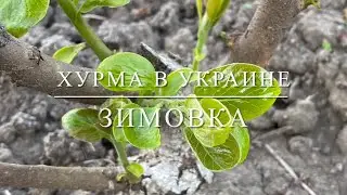 Хурма в Украине . Зимовка .