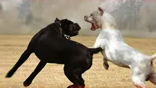 جنگ  سگ کین کورسو و داگو آرژانتینو | dogo argentino vs cane Corso