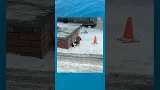 котик и мышь #мышь#кот#улица#зима#холода#мемы#мем#video#еда#прогулка#shorts#смешно#приколы#животные
